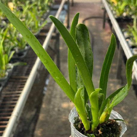 Laelia perrinii var. coerulea × sib 2.5