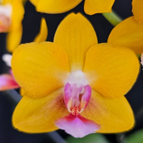 174616274235-Phal.%20Charming%20Little%20Gold%20%E8%8A%B1.jpg