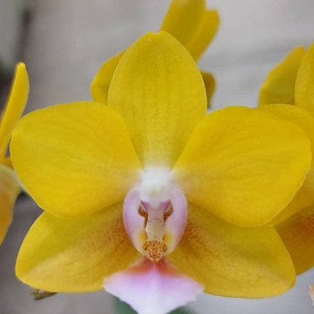 174616274238-Phal.%20Charming%20Little%20Gold%20%E8%8A%B11.jpg