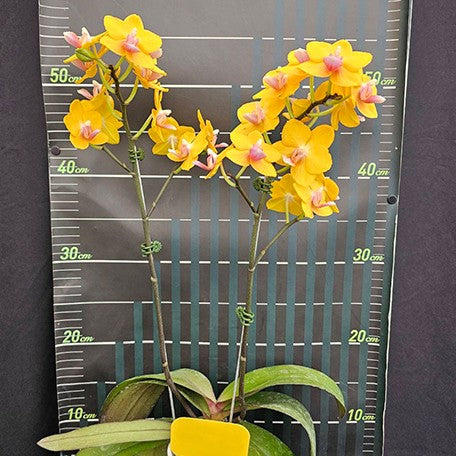 174616274257-Phal.%20Charming%20Little%20Gold%20%E8%8A%B12.jpg