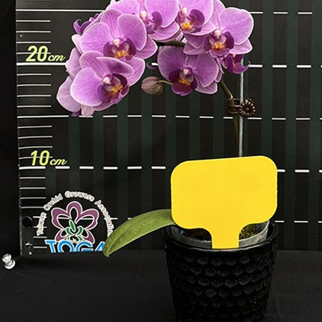 174617926355-Phal.%20Charming%20%20Lavender%20%20Gem%201.jpg