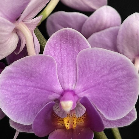 174617926373-Phal.%20Charming%20%20Lavender%20%20Gem.jpg