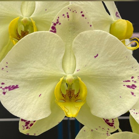 174623971372-Phal.%20Jade%20Lady%20%E7%BF%A1%E7%BF%A0%E8%B2%B4%E4%BA%BA%20%E8%8A%B1.jpg