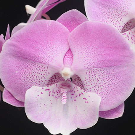 174624096223-Phal.%20Charming%20Pretty%20Heart%20'1345'%20%E8%8A%B1.jpg