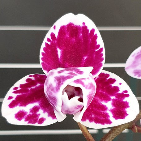 174624741212-Phal.%20Miki%20Pink%20Panther%20(peloric%20-%203%20lips)%20%E8%8A%B12.jpg