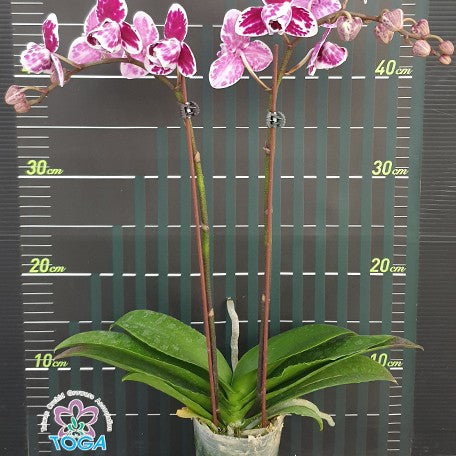 174624741241-Phal.%20Miki%20Pink%20Panther%20(peloric%20-%203%20lips)%20%E8%8A%B1.jpg