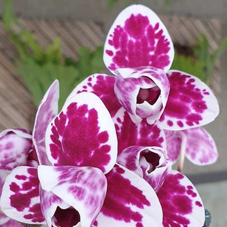 174624741276-Phal.%20Miki%20Pink%20Panther%20(peloric%20-%203%20lips)%20%E8%8A%B11.jpg