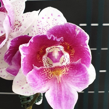 174624791946-Phal.%20Shalu%20Rose%20%C3%97%20Yu%20Pin%20Fire%20Works%20(peloric)%20%E8%8A%B11.jpg