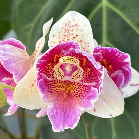 174624791953-Phal.%20Shalu%20Rose%20%C3%97%20Yu%20Pin%20Fire%20Works%20(peloric)%20%E8%8A%B12.jpg