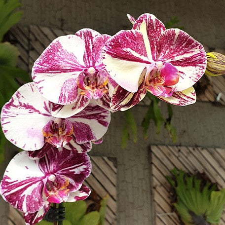 174640364619-Phal.%20Miki%20Tipsy%20'3650'%20%E8%8A%B1.jpg