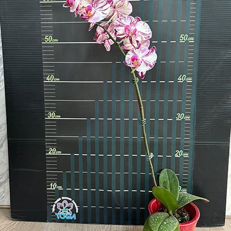 174640364653-Phal.%20Miki%20Tipsy%20'3650'%20%E8%8A%B13.jpg