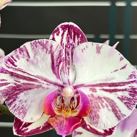 174640364685-Phal.%20Miki%20Tipsy%20'3650'%20%E8%8A%B12.jpg