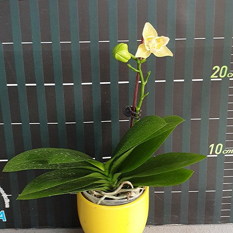 174640413332-Phal.%20Yaphon%20Perfume%20'3649'%20(peloric)%20%E8%8A%B1.jpg