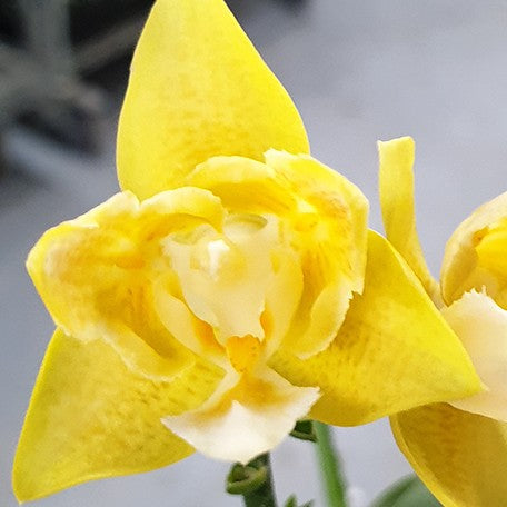 174640413364-Phal.%20Yaphon%20Perfume%20'3649'%20(peloric)%20%E8%8A%B12.jpg