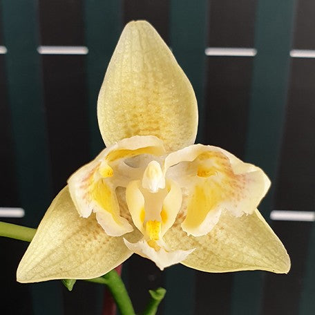 174640413386-Phal.%20Yaphon%20Perfume%20'3649'%20(peloric)%20%E8%8A%B11.jpg