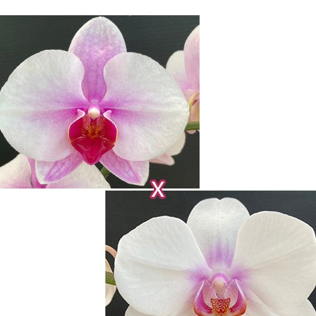 174642882453-Phal.%20Sakura%20Hime%20%C3%97%20Miki%20Smile%20'1332'%20%20%E6%AB%BB%E8%8A%B1%E5%85%AC%E4%B8%BB%20%C3%97%20%E7%BE%8E%E7%90%AA%E5%BE%AE%E7%AC%91%20'1332'%20%E8%8A%B1.jpg