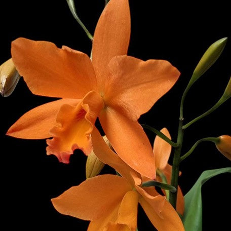 174642978645-Rth.%20Love%20Passion%20'Orange%20Bird'%20AM%20CCMAOS%20%E6%A1%94%E9%B3%A5%20%E8%8A%B1.jpg