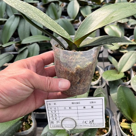 174643682532-Phal.%20Miki%20Lord%20%E6%A4%8D%E6%A0%AA2.5''1.jpg