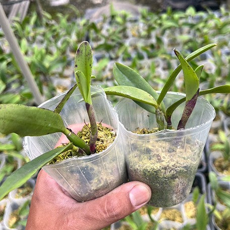 Cattleya Leopard Lou 'Satay' 2.5