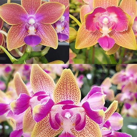 174658186841-Phal.%20Miki%20Golden%20Sand%20'1363'%20(peloric%20-%202%20eyes)%20%E8%8A%B11.jpg