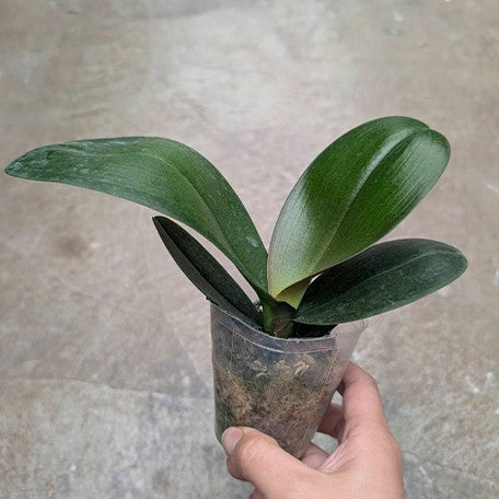 174668347125-Phal.%20OX%20Red%20Sesame%20%E6%A4%8D%E6%A0%AA2.5''1.jpg
