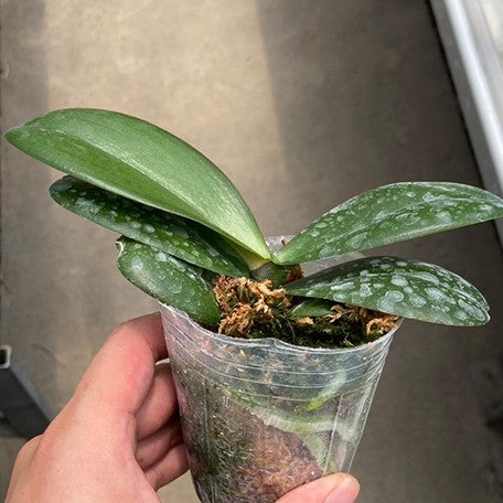 Phalaenopsis Harck Peony 2.5