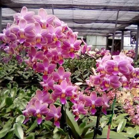 174669919024-Phal.%20Ron-E%20Glamor%20'3391'%20%E8%8A%B1.jpg