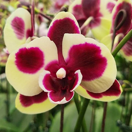 174677052021-Phal.%20Chi-Yueh%20Wise%20%E8%8A%B1.jpg