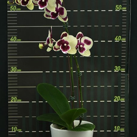 174677052049-Phal.%20Chi-Yueh%20Wise%20%E8%8A%B11.jpg