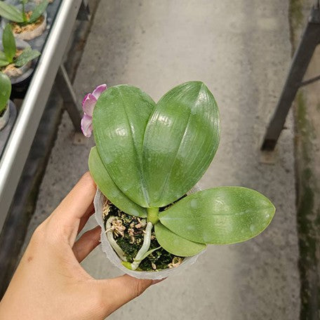 174701449317-Phal.%20Lyndon%20Mix%20Zebra%20'Treasure'%20%E6%A4%8D%E6%A0%AA2.5''1.jpg