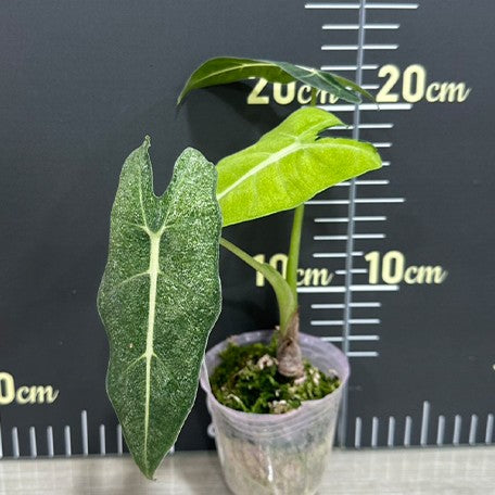 Alocasia micholitziana Variegated 'Mint' 2.5