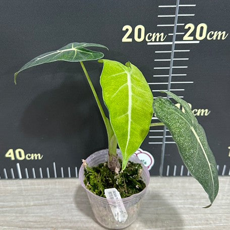 Alocasia micholitziana Variegated 'Mint' 2.5