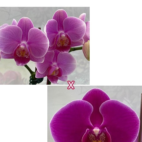 174710846694-Phal.%20Ching%20Ann%20Diamond%20%C3%97%20King%20Car%20Diamond%20'70361'%20%E9%9D%92%E5%AE%89%E9%91%BD%E7%9F%B3%20%C3%97%20%E9%87%91%E8%BB%8A%E9%91%BD%E7%9F%B3%20'70361'%20%E8%8A%B11.jpg