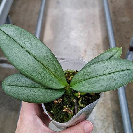 174718230616-Phal.%20Ron-E%20Glamor%20'3202'%20%E6%A4%8D%E6%A0%AA1.jpg