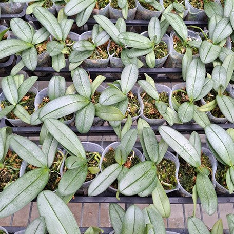 174718230658-Phal.%20Ron-E%20Glamor%20'3202'%20%E6%A4%8D%E6%A0%AA2.jpg