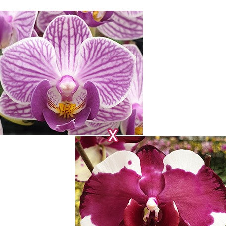 174719030681-Phal.%20Younghome%20Purple%20Baby%20'06101'%20%C3%97%20Fuller's%20Sunshine%20%E7%B4%AB%E5%A8%83%E5%A8%83%20'06101'%20%C3%97%20%E5%AF%8C%E6%A8%82%E5%B7%A7%E5%85%8B%E5%8A%9B%20%E8%8A%B11.jpg