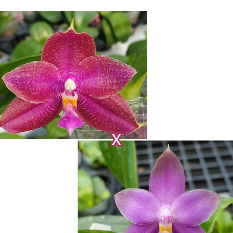 174719071760-Phal.%20Miki%20Sabina%20'757'%20%C3%97%20violacea%20var.%20indigo%20blue%20%E7%BE%8E%E7%90%AA%E8%8E%8E%E8%B3%93%E5%A8%9C%20'757'%20%C3%97%20%E7%A1%AC%E5%9C%B0%E7%8B%97%20%E8%8A%B11.jpg