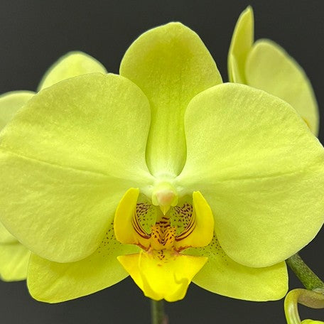 174737285359-Phal.%20Golden%20Moonlight%20%E8%8A%B1%203.jpg