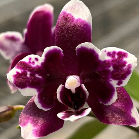 174762206889-Phalaenopsis%20Kdares%20Twinkle%20%E8%8A%B12.jpg
