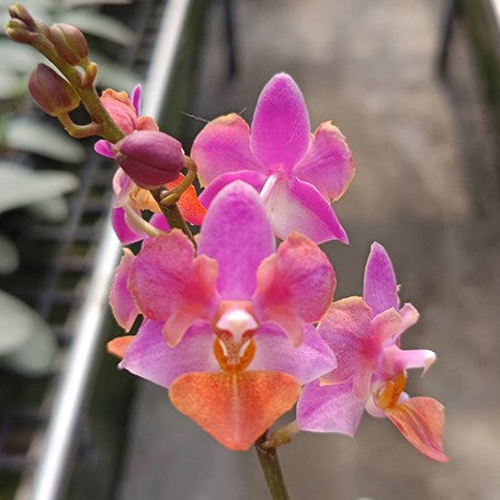 174762329758-Phal.%20Liu's%20Triprince%20'Pink'%20(peloric%20-%202%20eyes)%20%E8%8A%B16.jpg
