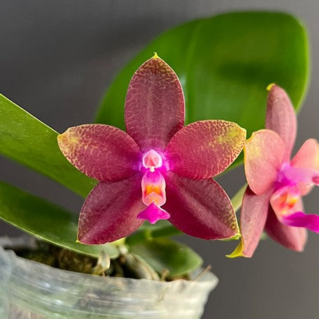 174779345235-Phal.%20Miki%20Mok%20Choi%20Bear%20Queen%20'683'%20%E8%8A%B14.jpg