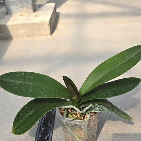 174799094699-Phal.%20Miki%20Crepe%20'15'%20%E6%A4%8D%E6%A0%AA3''%201.jpg