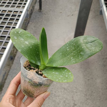 174823069250-Phal.%20Zheng%20Min%20Parakeet%20'Peter'%20%E6%A4%8D%E6%A0%AA2.5''1.jpg