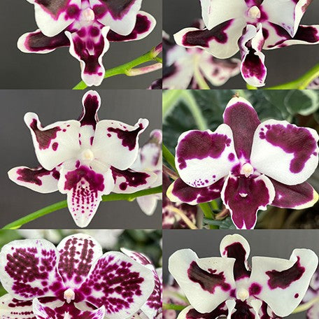 174824185847-Phal.Micaela%20Florence(speciosa%20%C3%97%20Lioulin%20R%20Lip)%20%E8%8A%B11.jpg