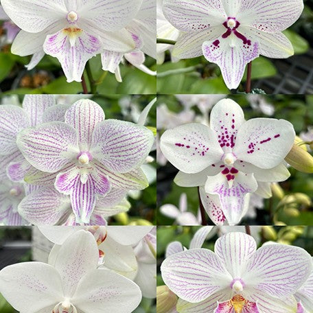 174824185882-Phal.Micaela%20Florence(speciosa%20%C3%97%20Lioulin%20R%20Lip)%20%E8%8A%B12.jpg