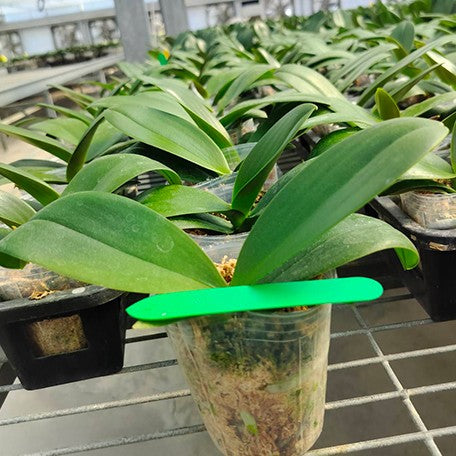 174824477127-Phal.%20Sogo%20Ginger%20Glam%20%E6%A4%8D%E6%A0%AA2.5''1.jpg
