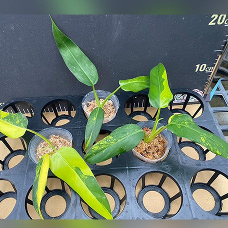philodendron domesticum variegated for sale Philodendron domesticum variegata variegated 2.5" – OrchidBox Wholesale