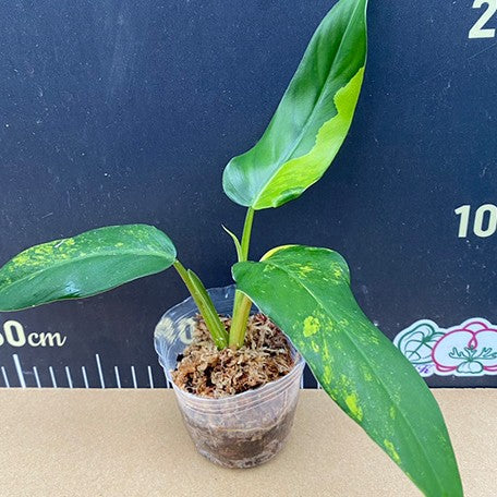 philodendron domesticum for sale Philodendron domesticum variegata variegated 2.5" – OrchidBox Wholesale