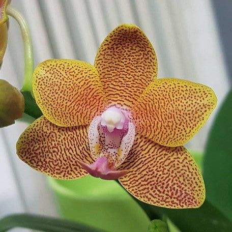 174824670221-Phal.%20Pingtung%20Bronze%20Age%20%E8%8A%B12.jpg