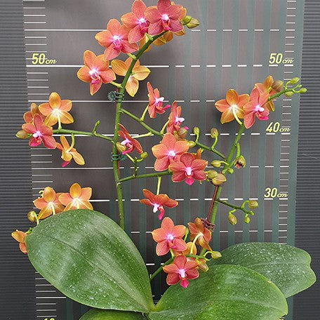 174824670274-Phal.%20Pingtung%20Bronze%20Age%20%E8%8A%B14.jpg